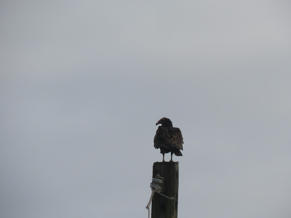 Turkey Vulture - ML613939874