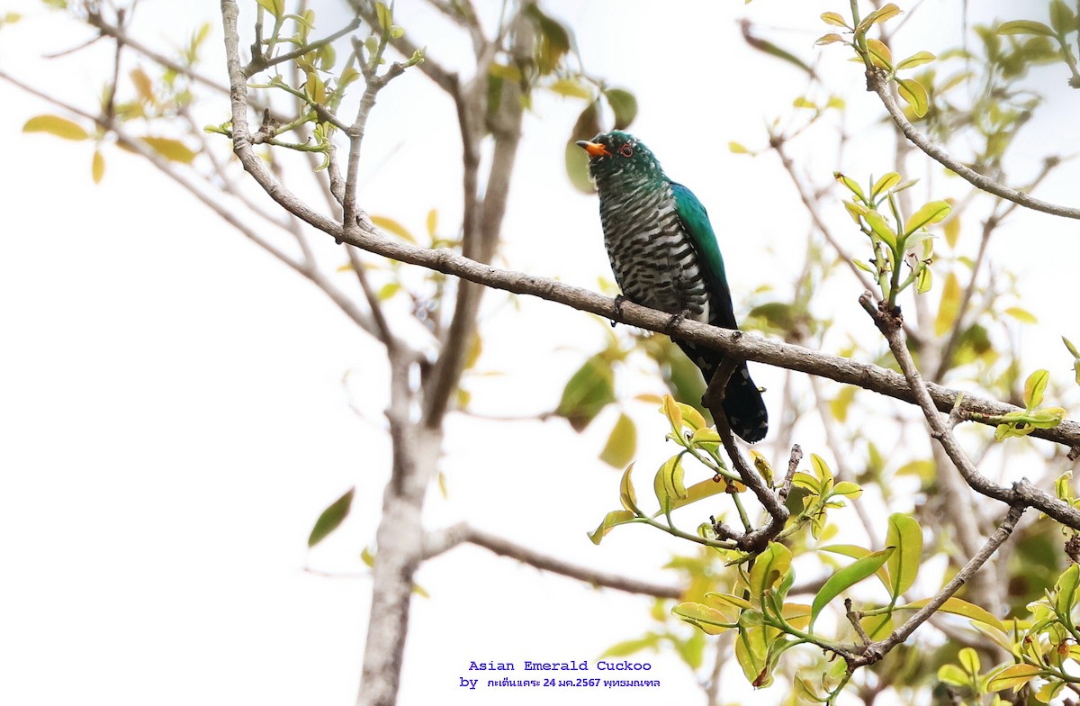 Asian Emerald Cuckoo - ML613939892