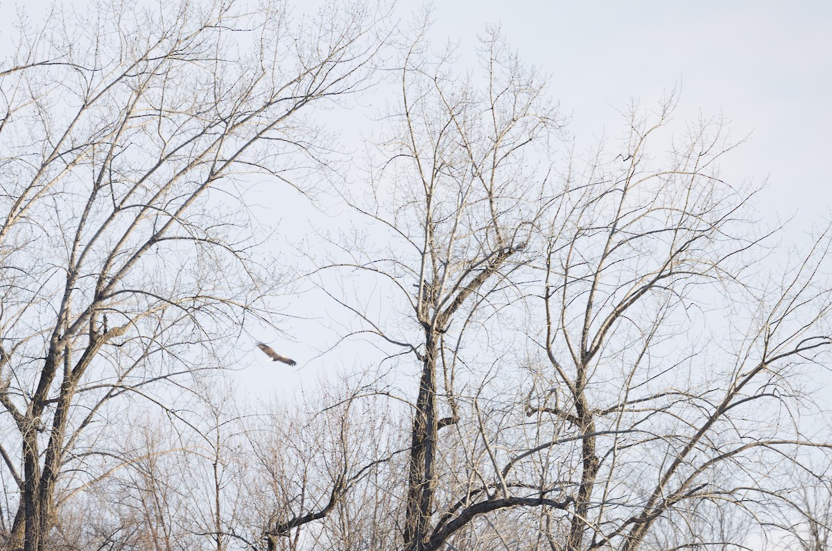 Bald Eagle - ML613939902