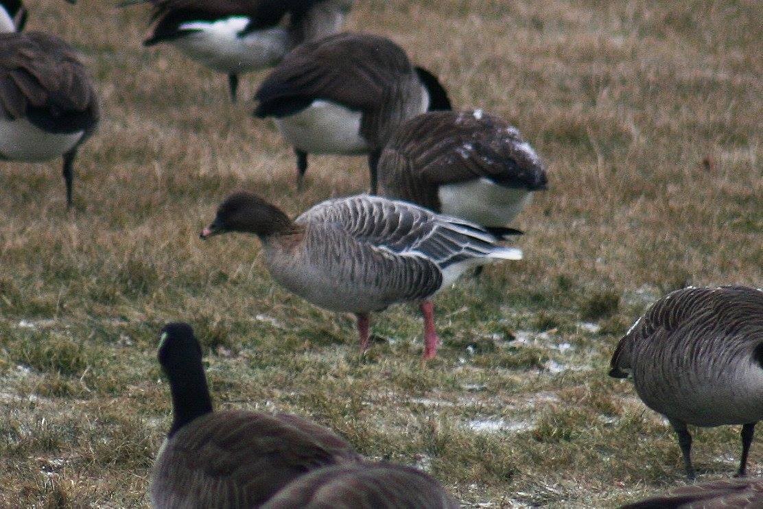 Pink-footed Goose - ML613939934
