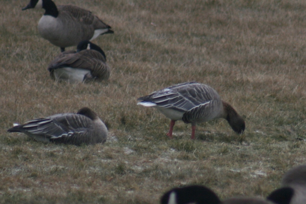 Pink-footed Goose - ML613939998