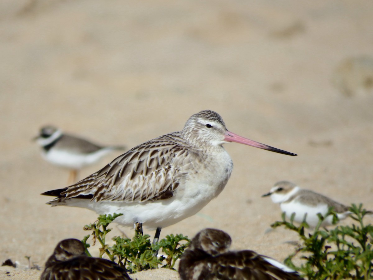 Bar-tailed Godwit - ML613940128