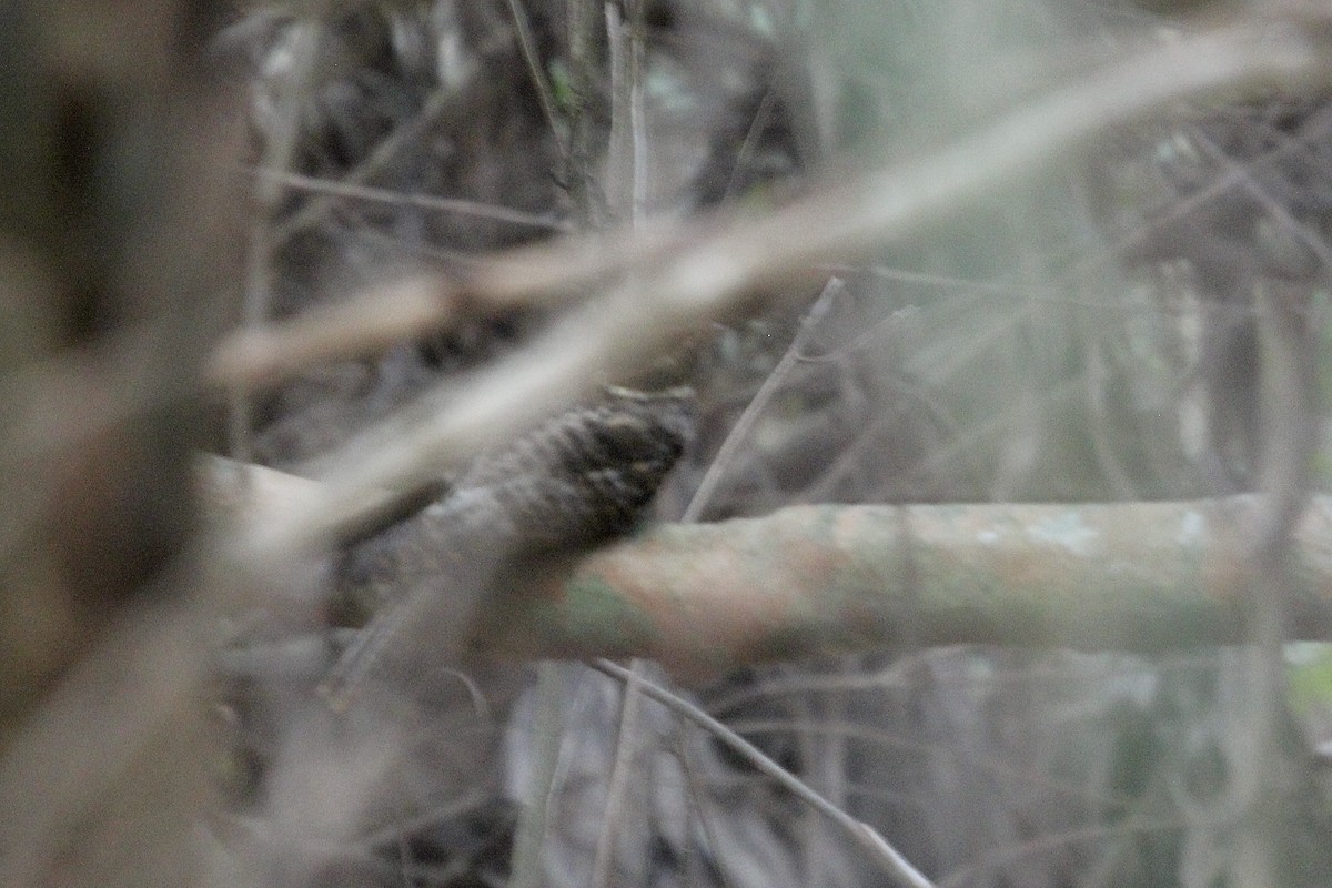 Carolinanachtschwalbe - ML613940184