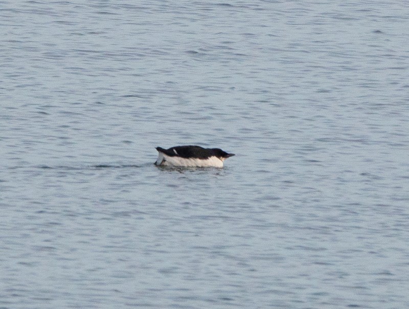 Thick-billed Murre - ML613940249