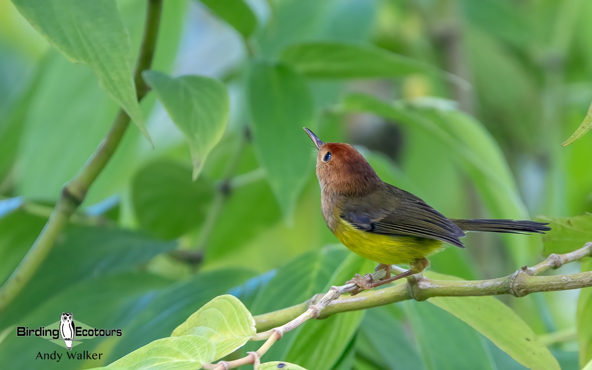 Rufous-headed Tailorbird - ML613940254