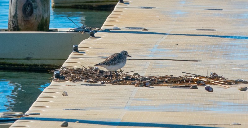 Black-bellied Plover - ML613940292