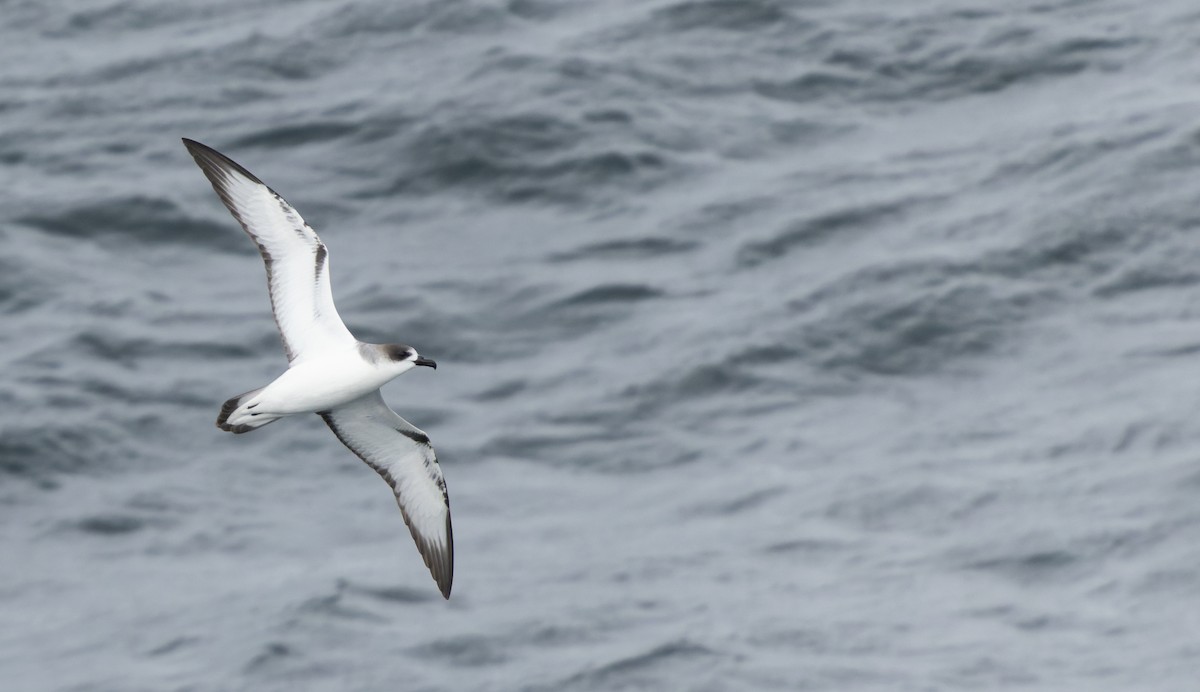 Petrel de las Juan Fernández - ML613940429