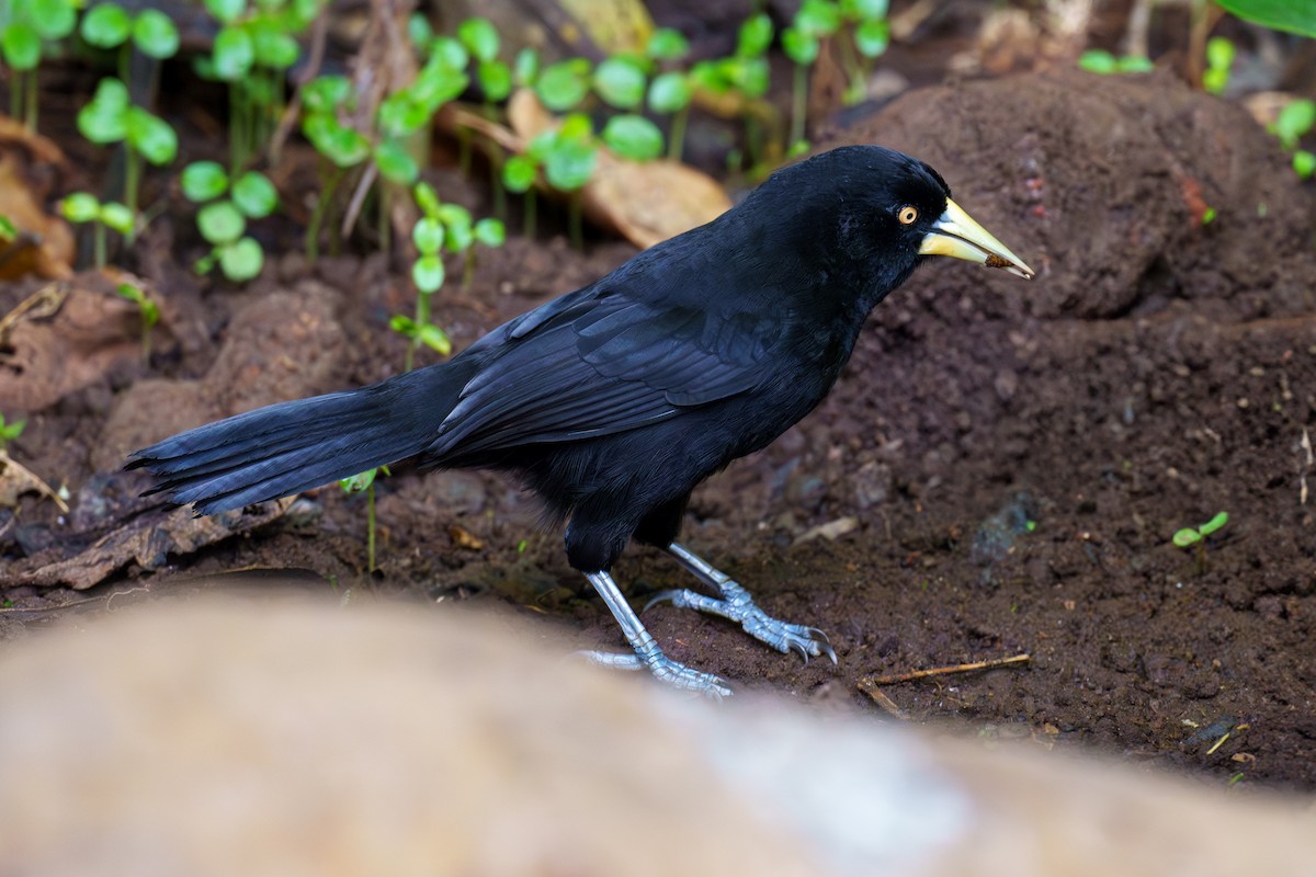 Yellow-billed Cacique - ML613940462