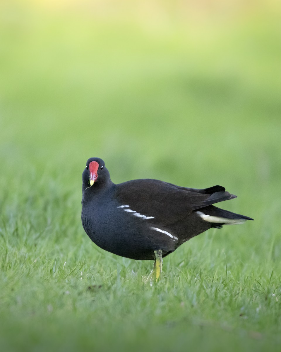 Eurasian Moorhen - ML613940489