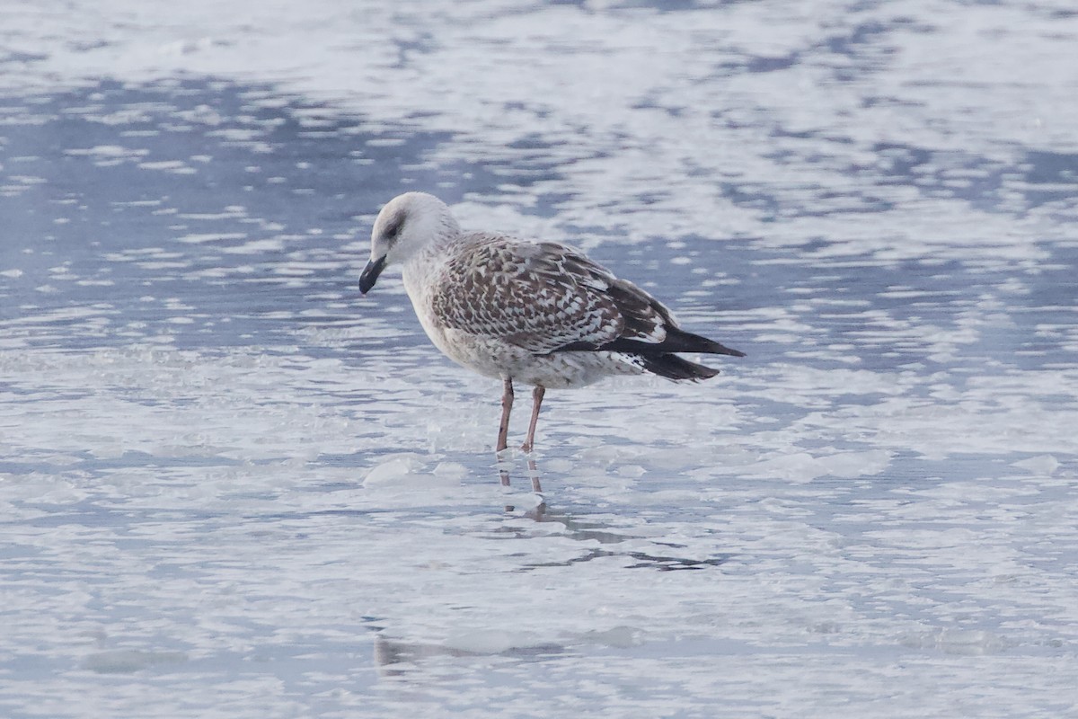 Great Black-backed Gull - ML613940507