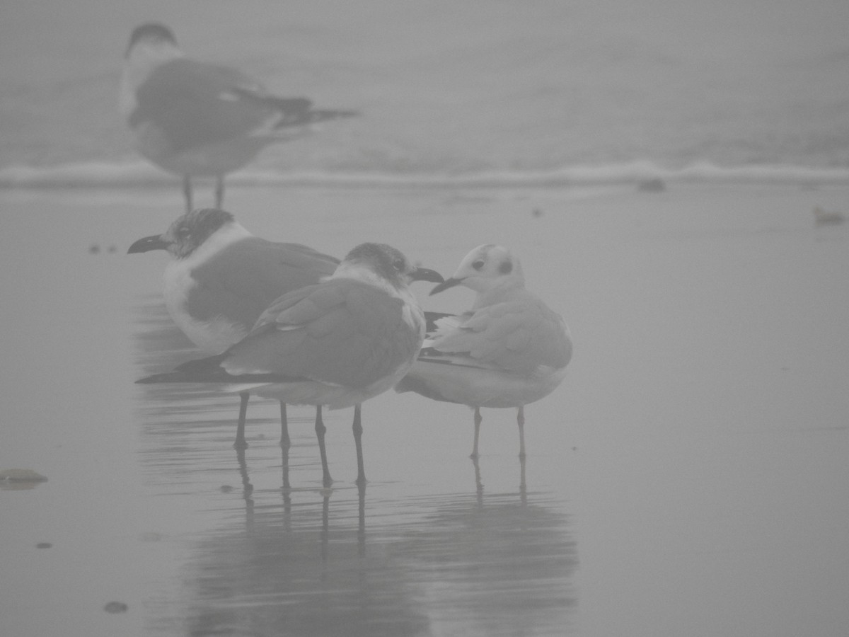 Bonaparte's Gull - ML613940510