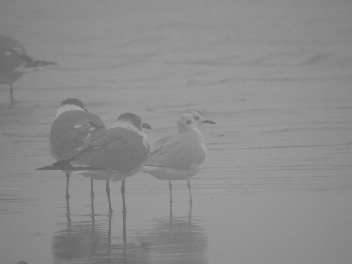 Bonaparte's Gull - ML613940515
