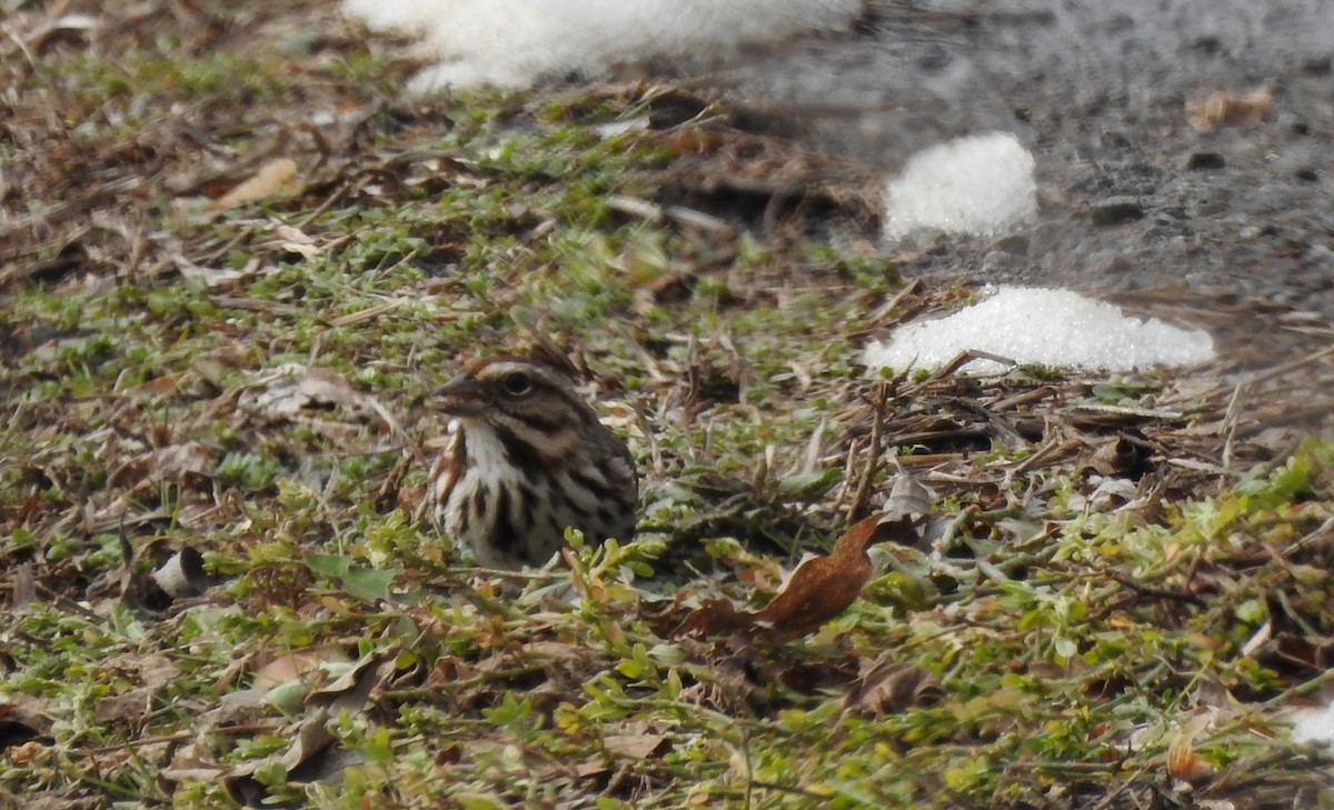 Song Sparrow - ML613940516