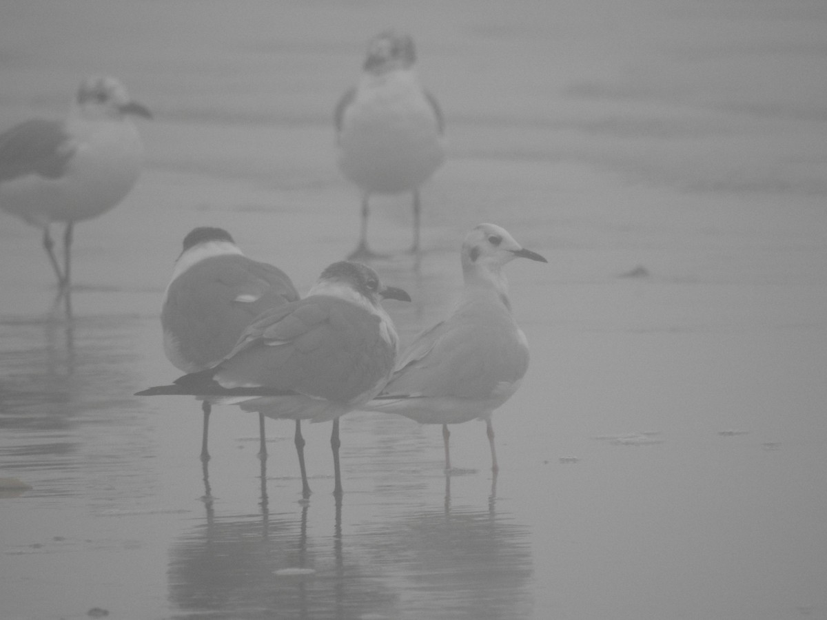 Bonaparte's Gull - ML613940517
