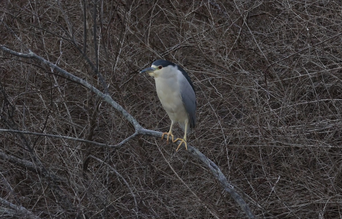 Black-crowned Night Heron - ML613940520