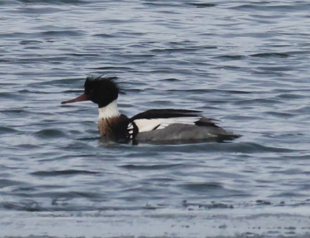 Red-breasted Merganser - ML613940526