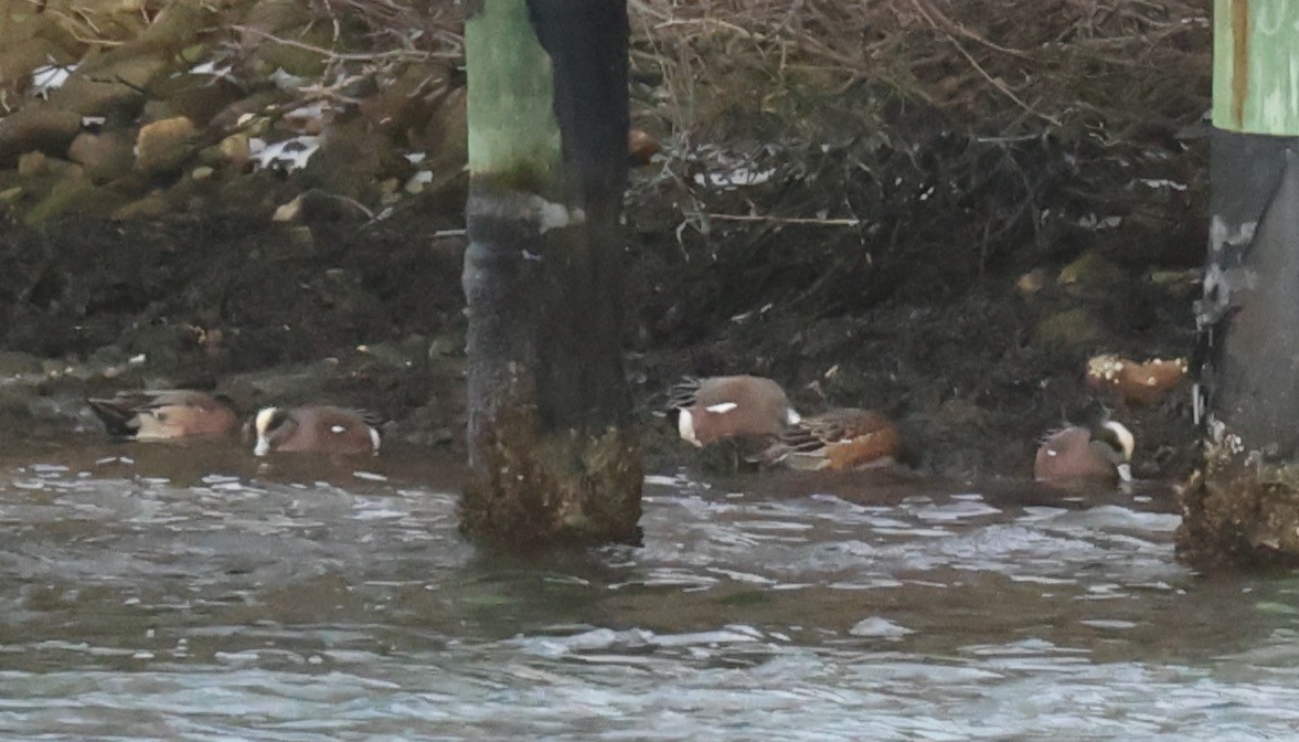 American Wigeon - ML613940531