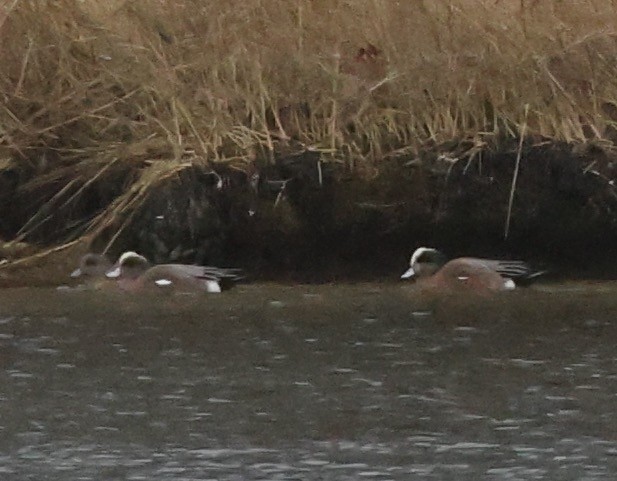 American Wigeon - ML613940532