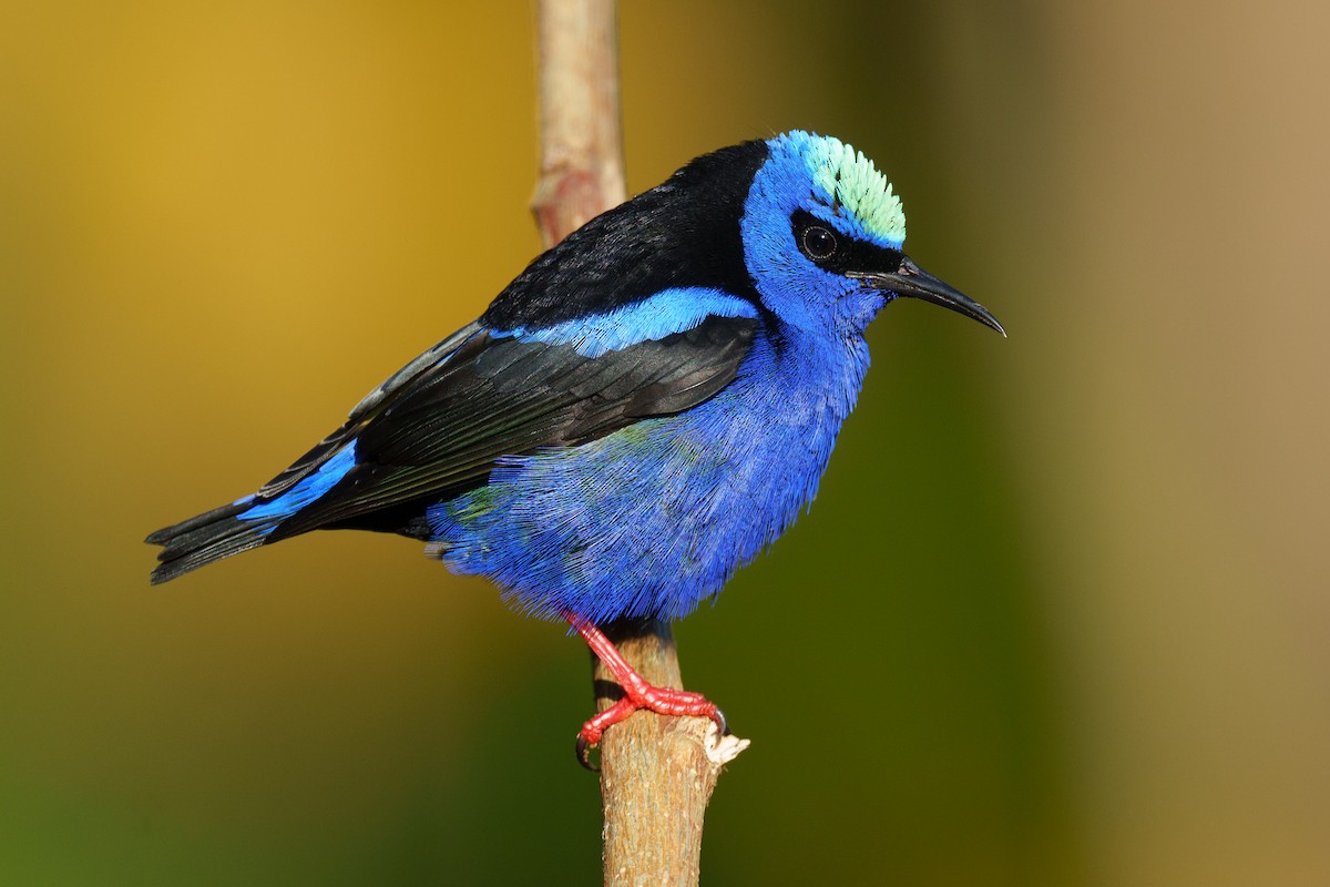 Red-legged Honeycreeper - ML613940542