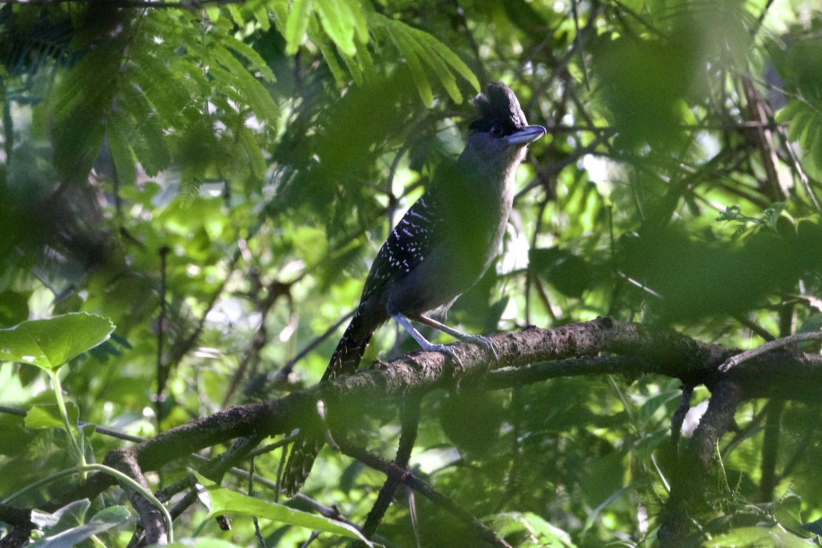 Giant Antshrike - Dimitris Salas