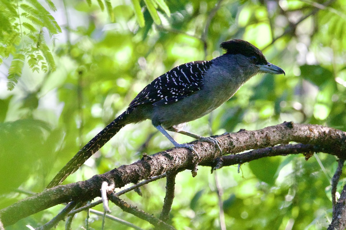 Giant Antshrike - Dimitris Salas