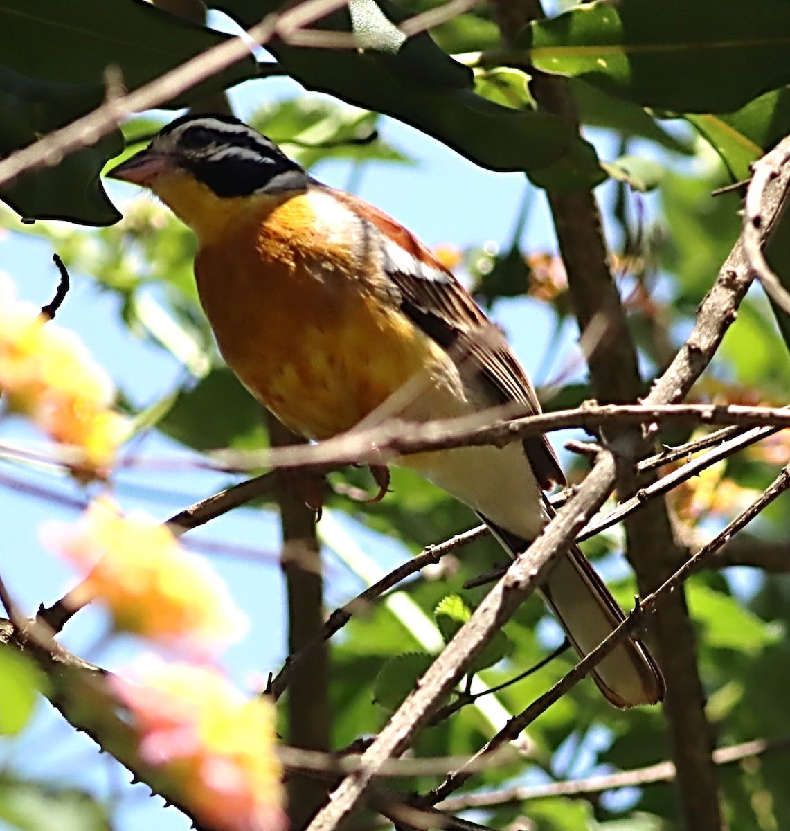 Golden-breasted Bunting - Michael Mosebo Jensen