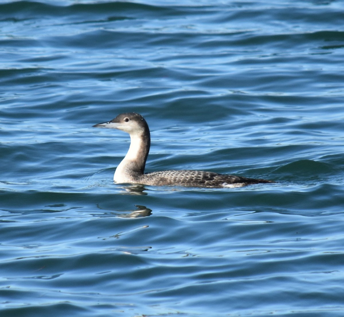 Arctic Loon - ML613940708