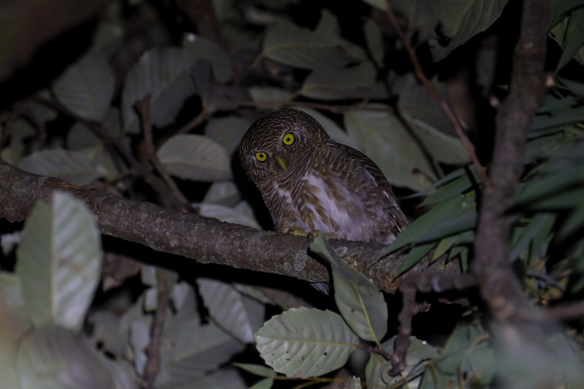 Asian Barred Owlet - ML613940777