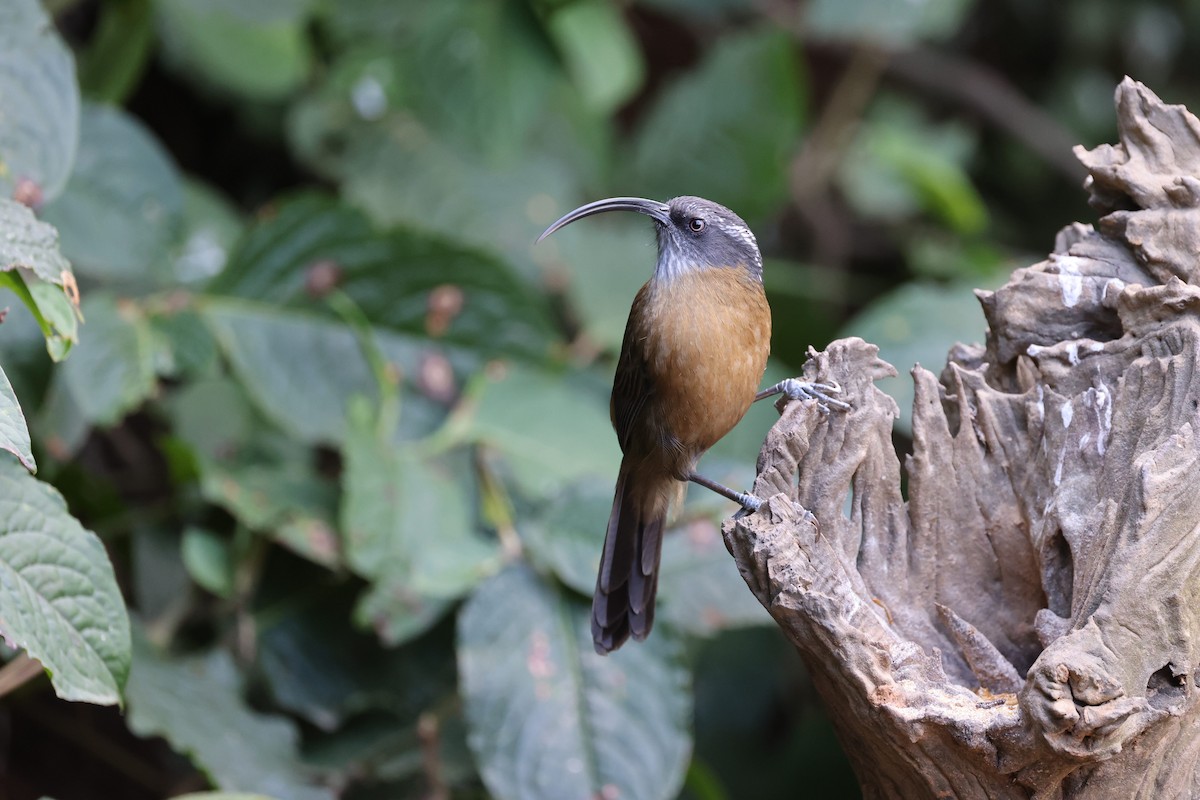 Slender-billed Scimitar-Babbler - ML613940785