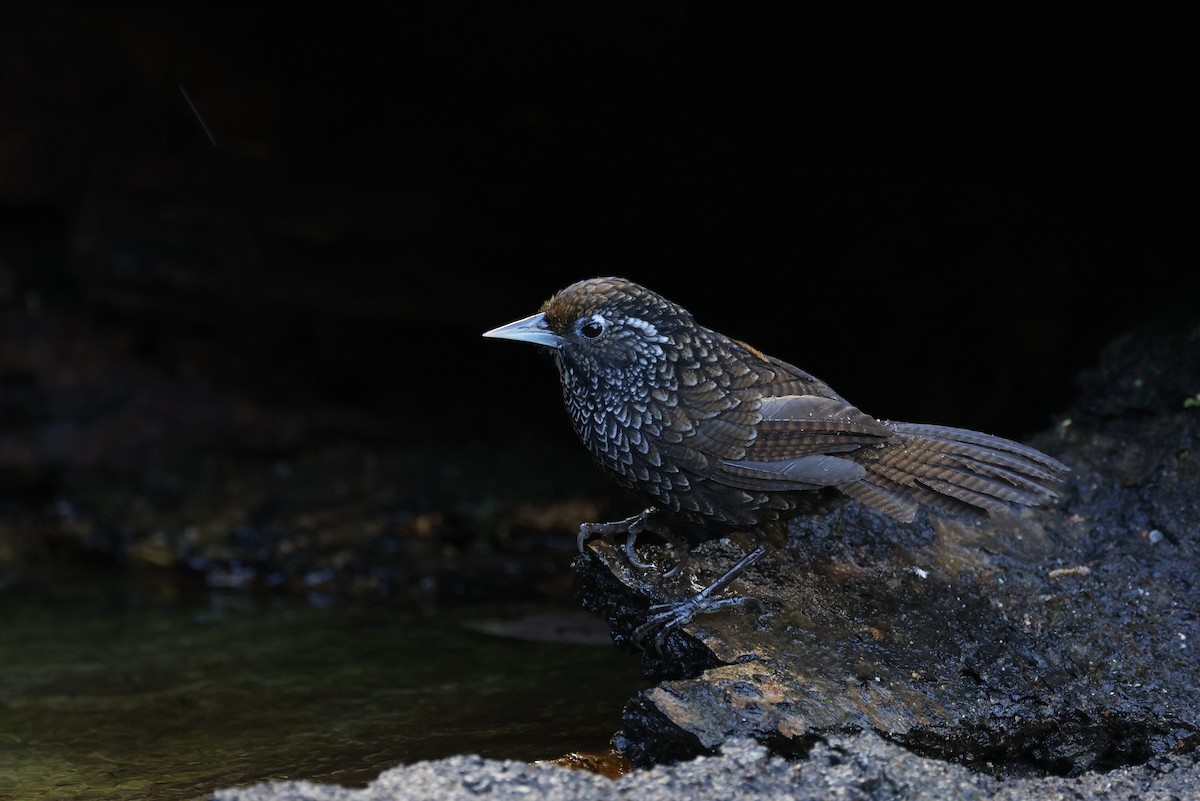Cachar Wedge-billed Babbler - ML613940791