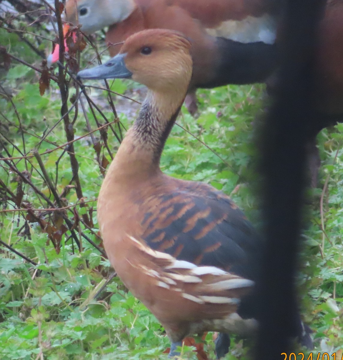 Fulvous Whistling-Duck - ML613940913