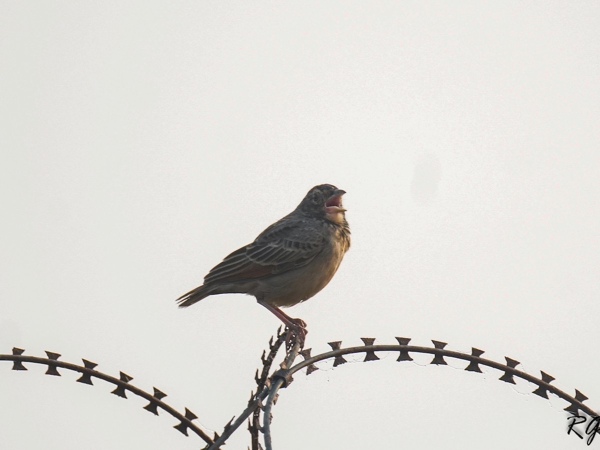 Bengal Bushlark - ML613941109