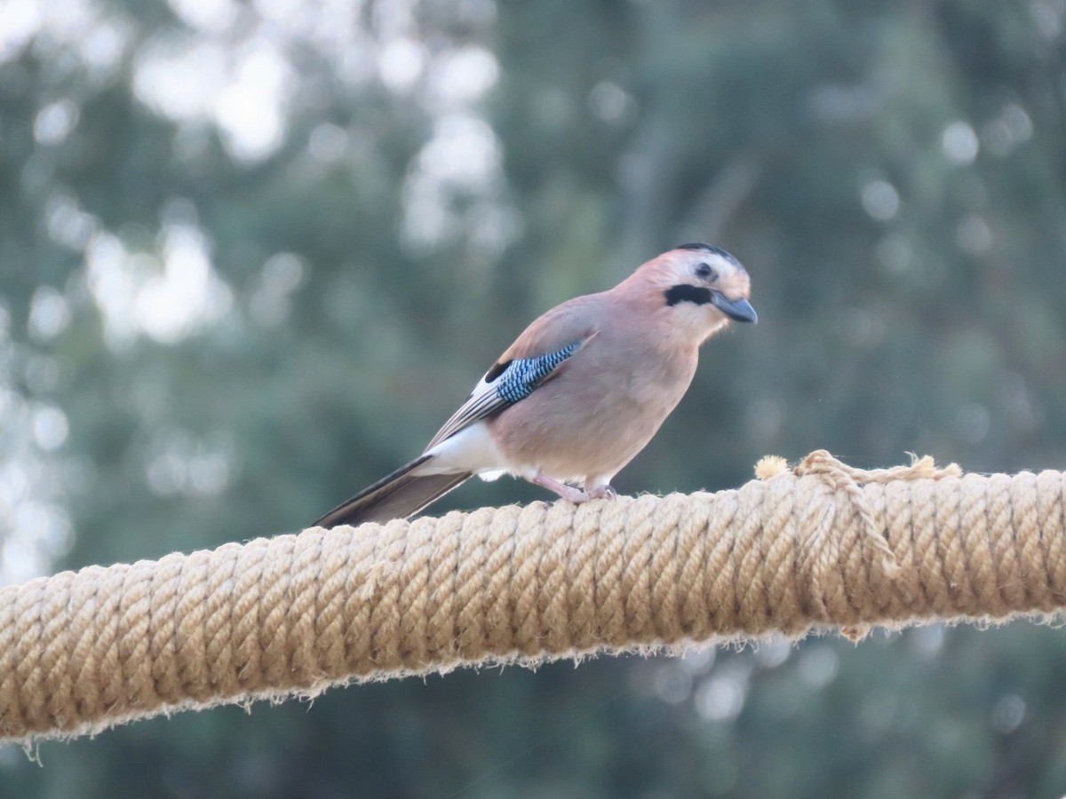 Eurasian Jay - ML613941143