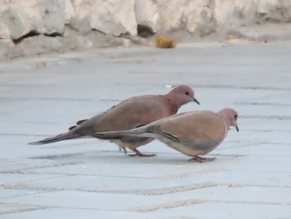 Laughing Dove - ML613941153