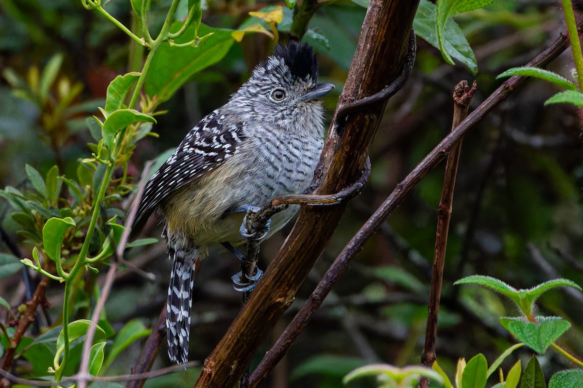 Chapman's Antshrike - ML613941199