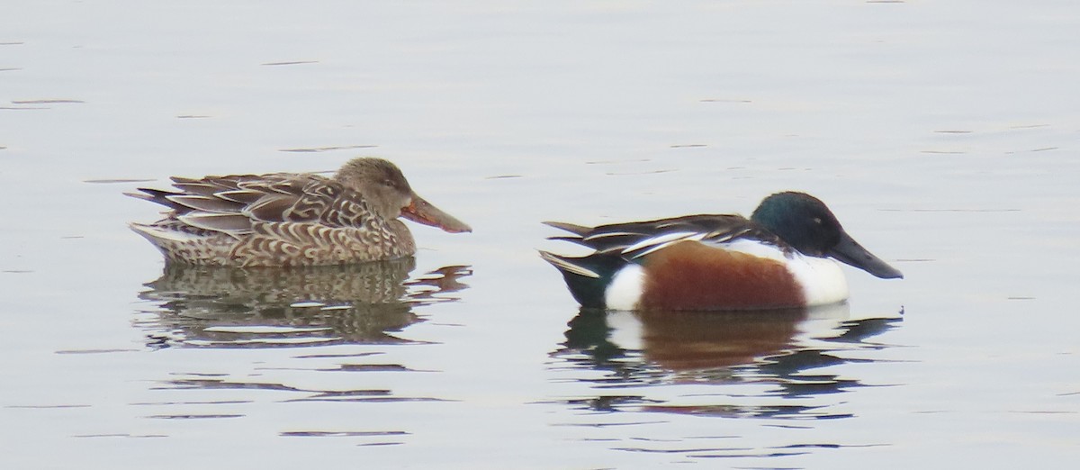 Northern Shoveler - Port of Baltimore