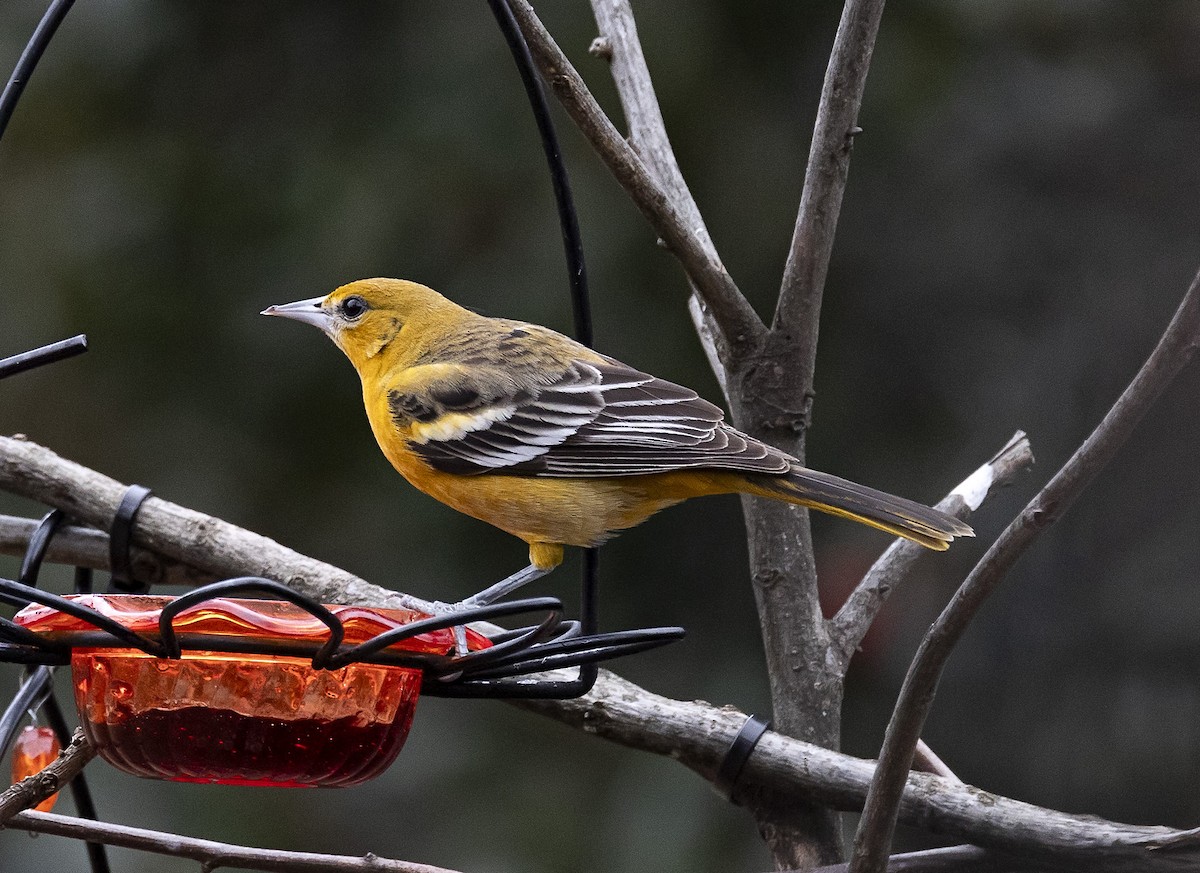Baltimore Oriole - ML613941308
