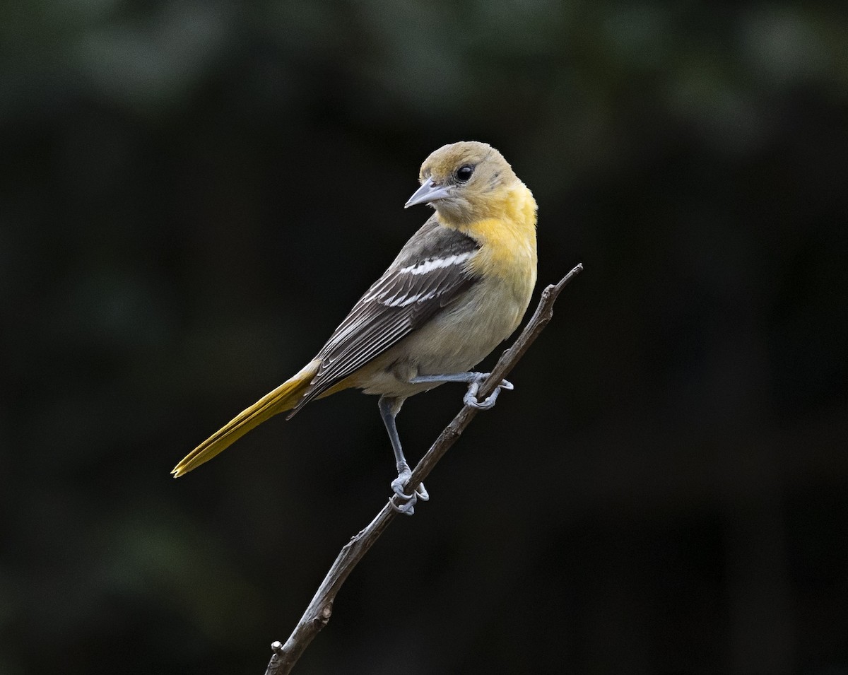 Baltimore Oriole - ML613941309