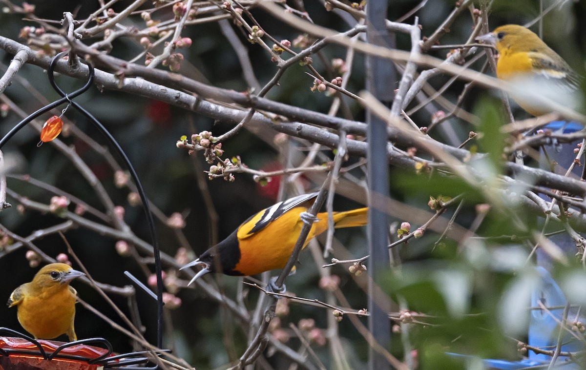 Baltimore Oriole - ML613941310