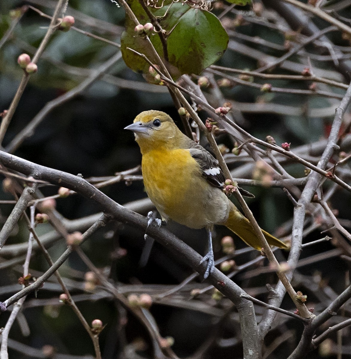 Baltimore Oriole - ML613941311