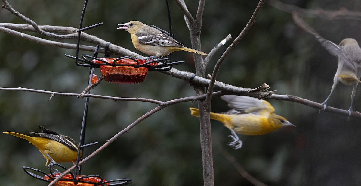 Baltimore Oriole - ML613941312