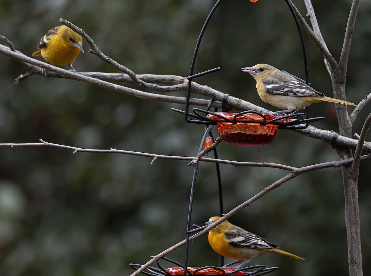 Baltimore Oriole - ML613941313