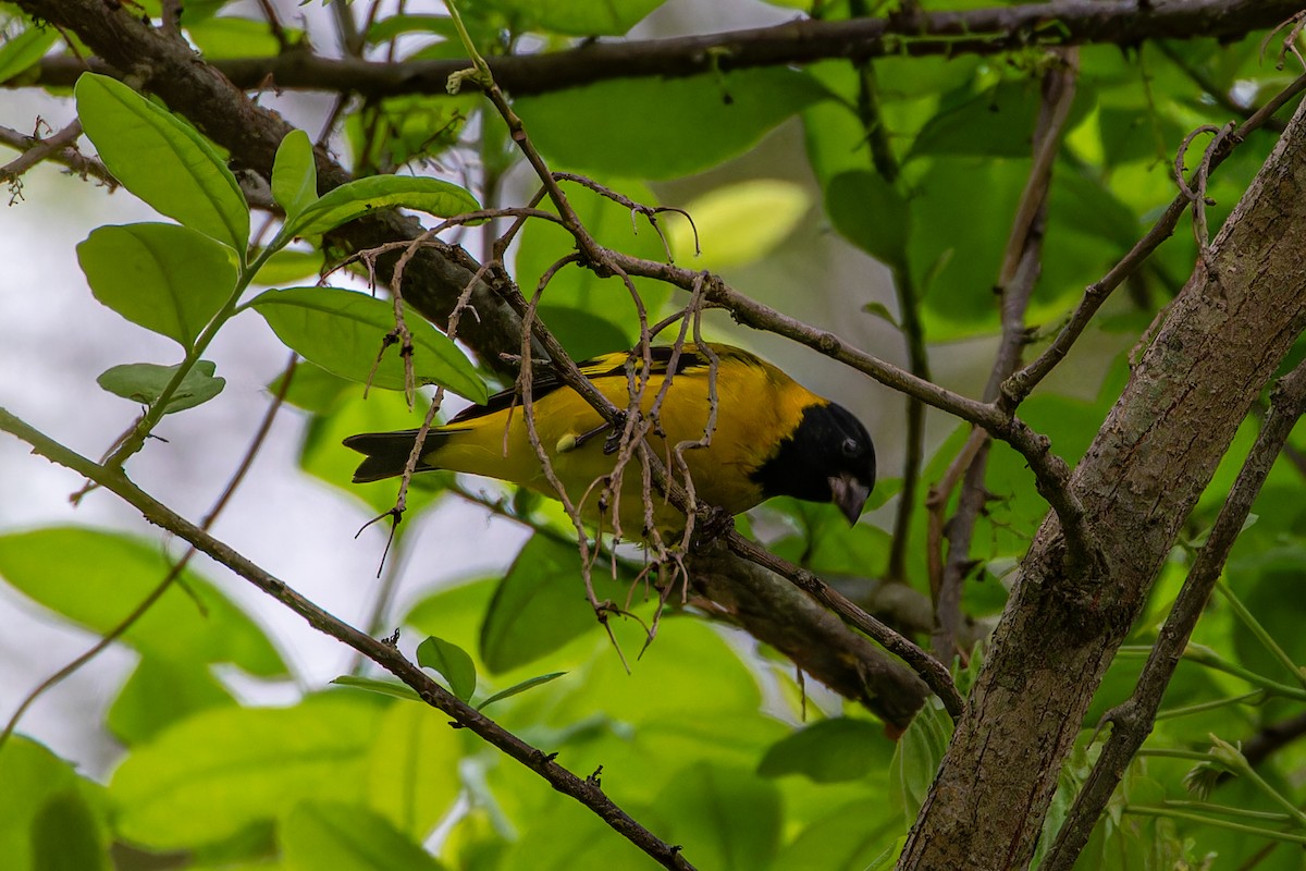 Saffron Siskin - ML613941317