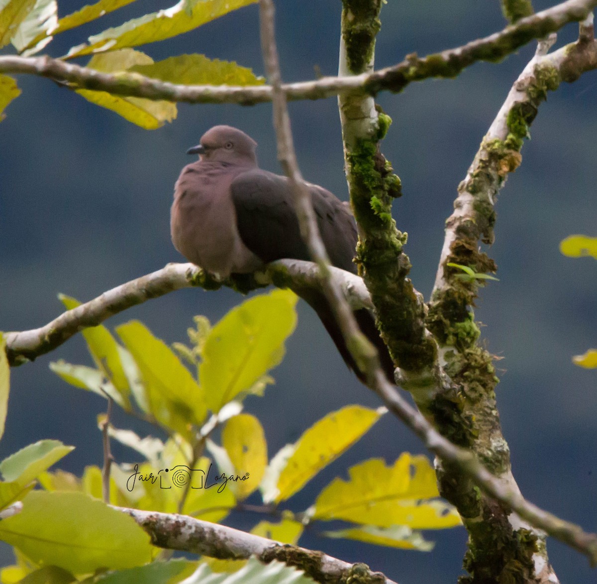 Plumbeous Pigeon - Jair Lozano