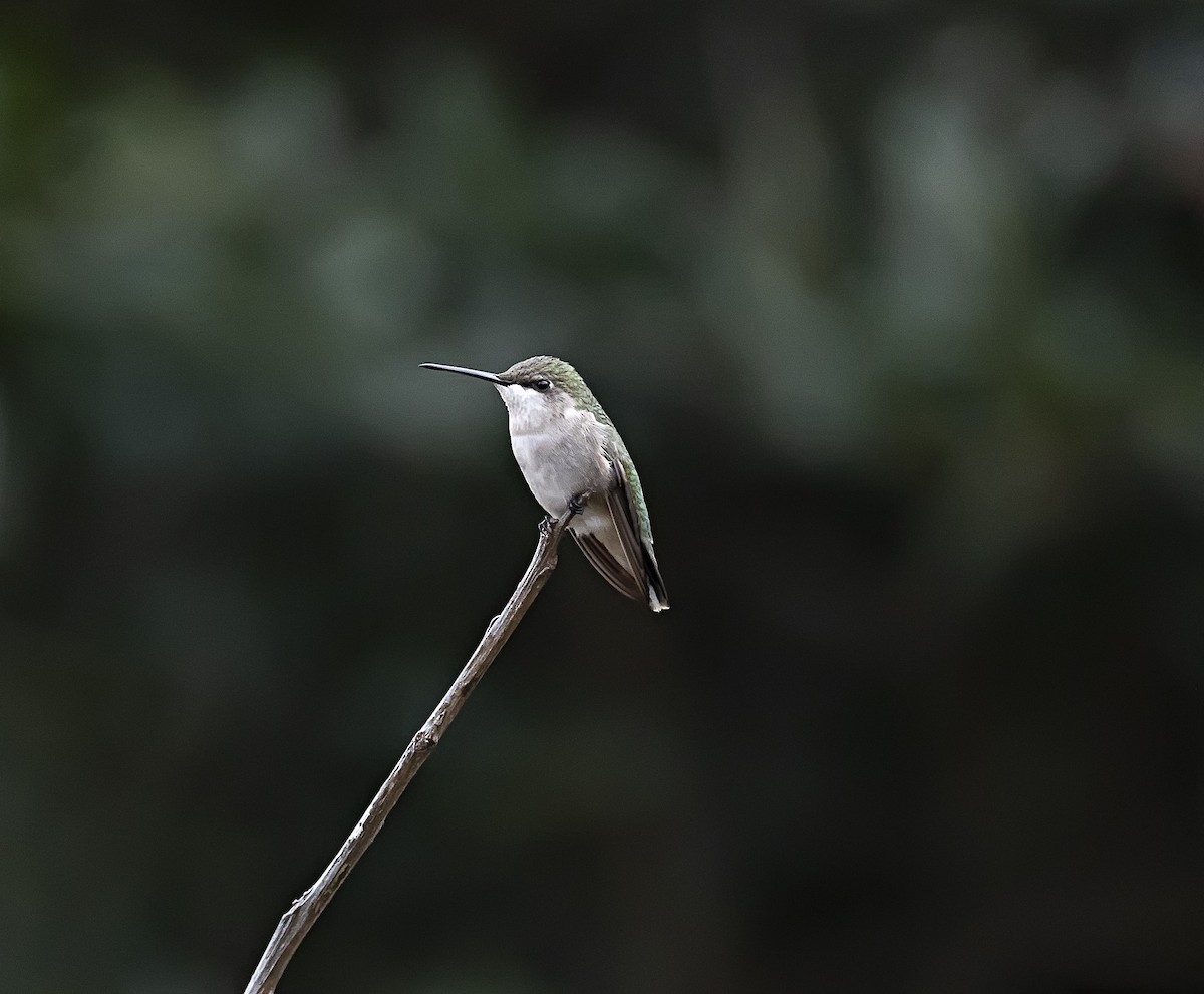 Ruby-throated Hummingbird - ML613941444