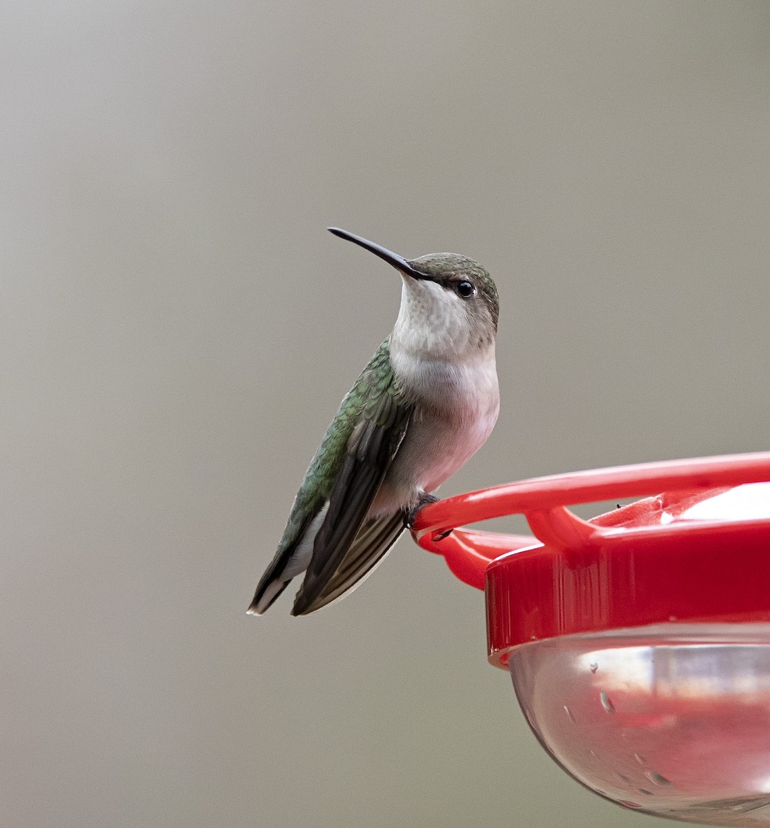 Ruby-throated Hummingbird - ML613941445