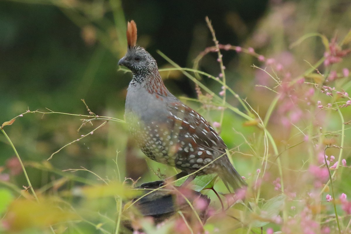 Elegant Quail - ML613941468