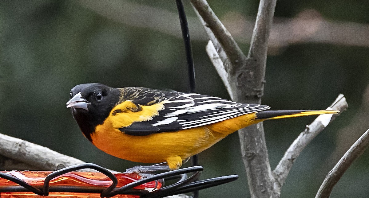 Baltimore Oriole - ML613941469