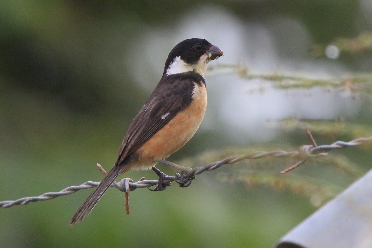 Cinnamon-rumped Seedeater - ML613941472