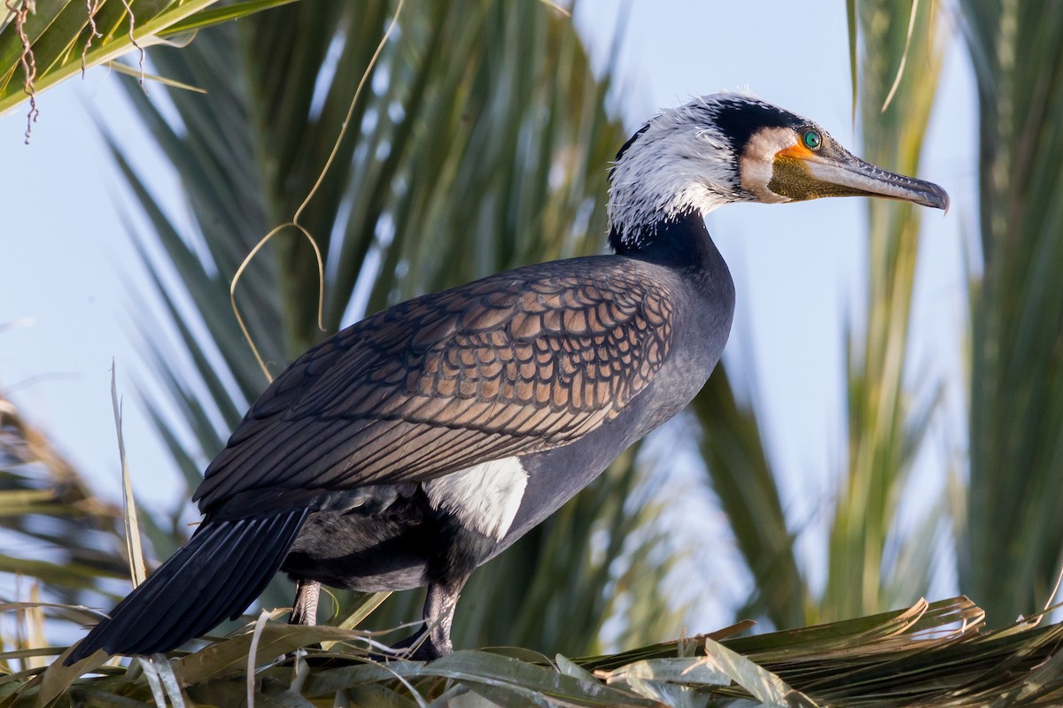 Cormorán Grande - ML613941510